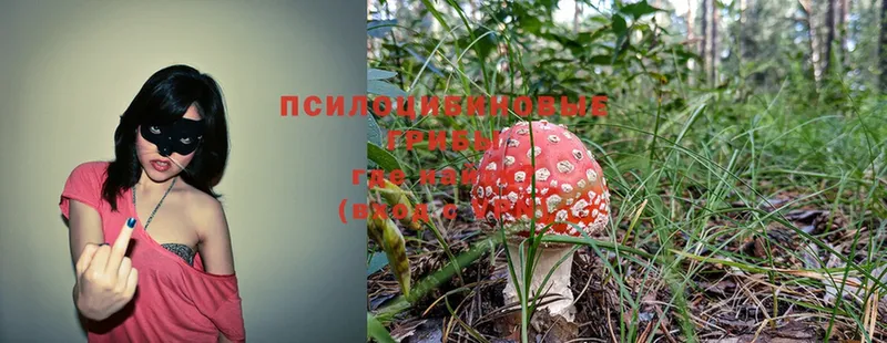 Галлюциногенные грибы Cubensis Долинск